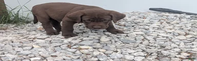 Chocolate Male (Black)