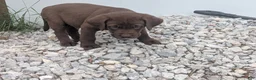 Labrador Retriever dogs for sale: Chocolate Male (Black) - Ad 1