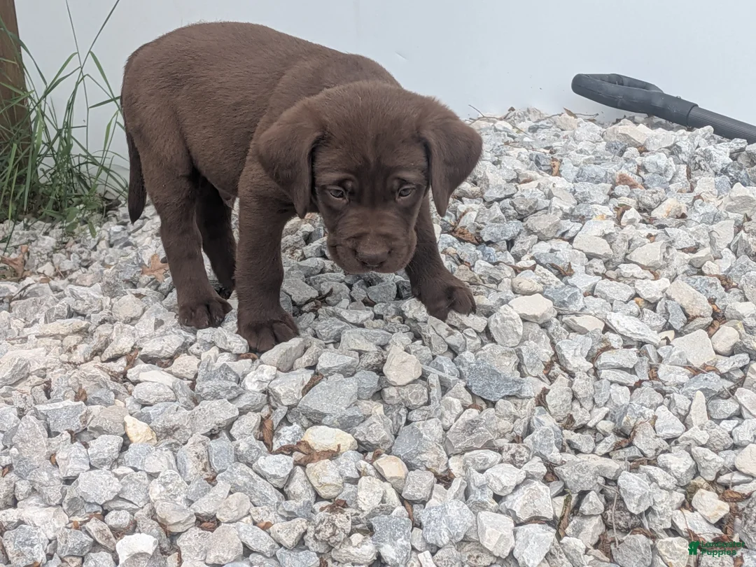 Labrador Retriever dogs for sale: Chocolate Male (Black) - Ad 1