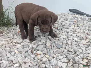 Labrador Retriever dogs Chocolate Male (Black) - Ad 42
