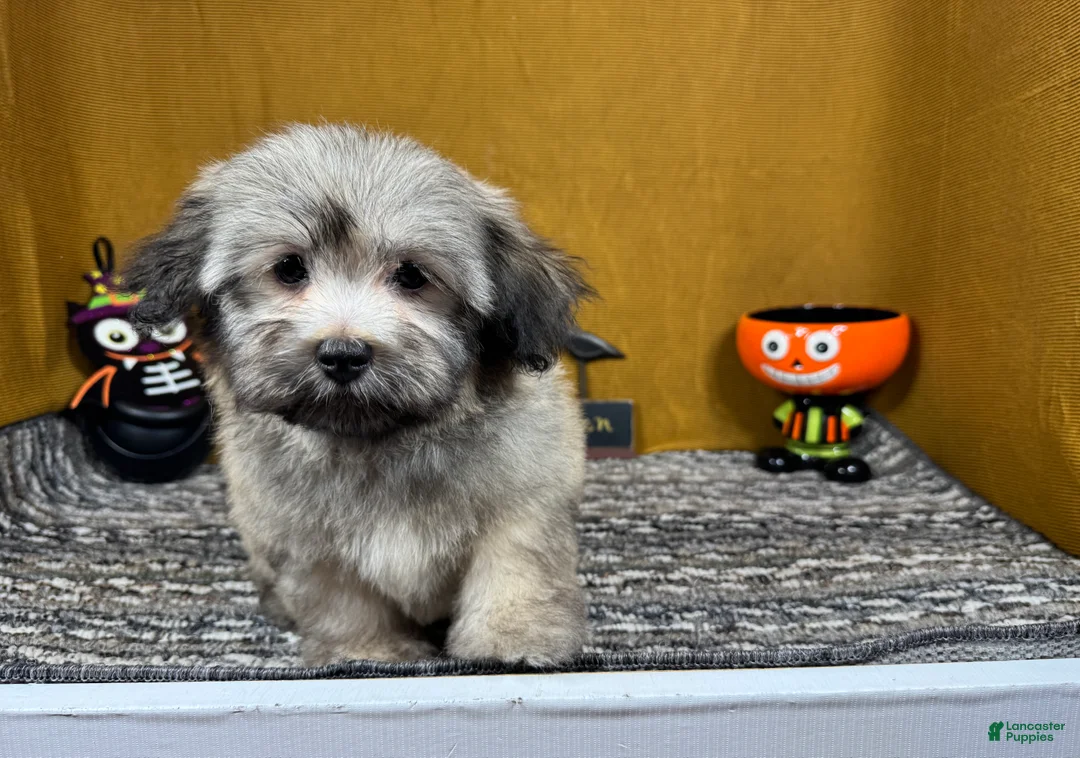 Havanese dogs for sale: Havanese 2 - Ad 2
