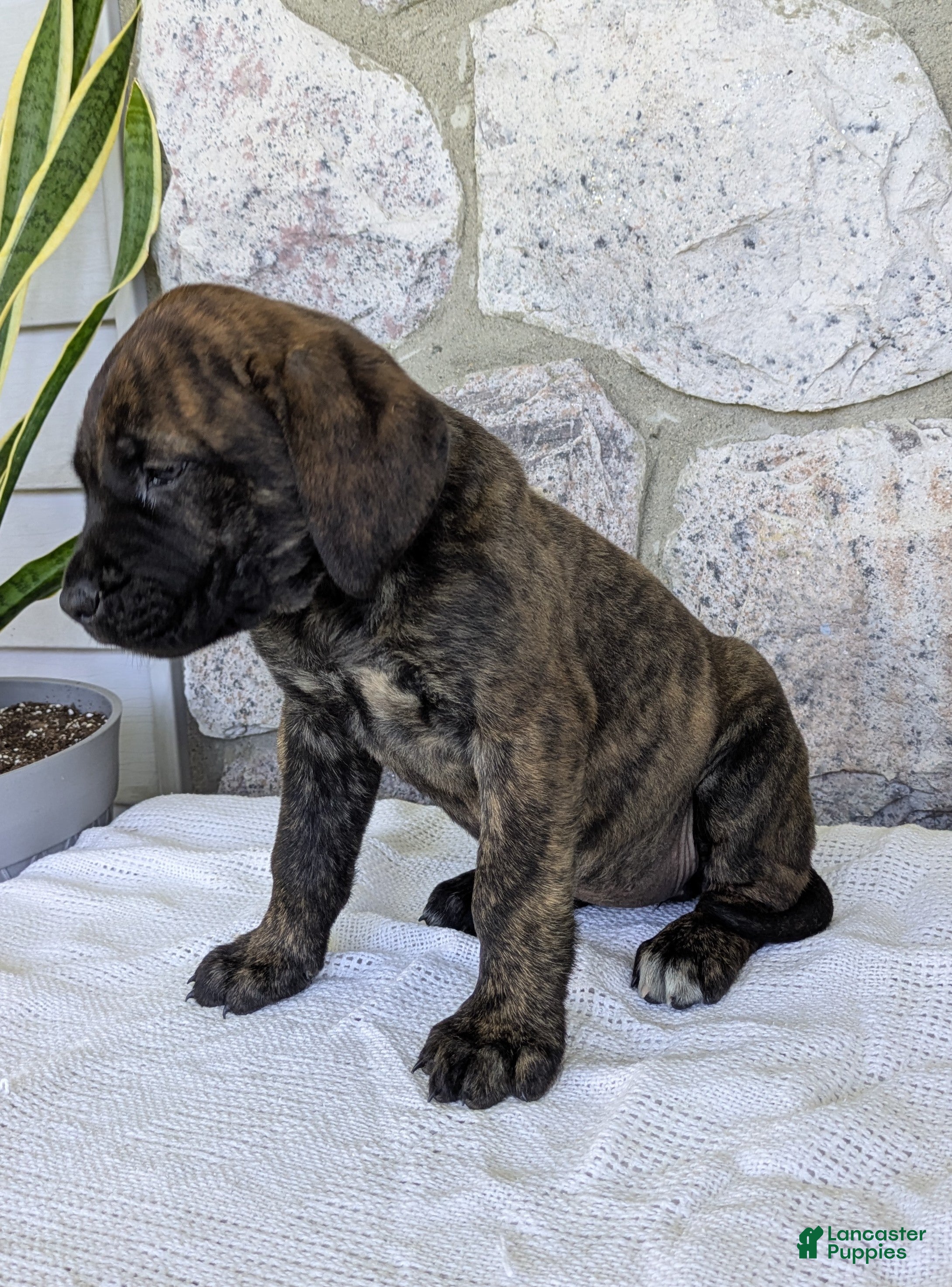 English Mastiff dogs for sale: Tilly  - Ad 3