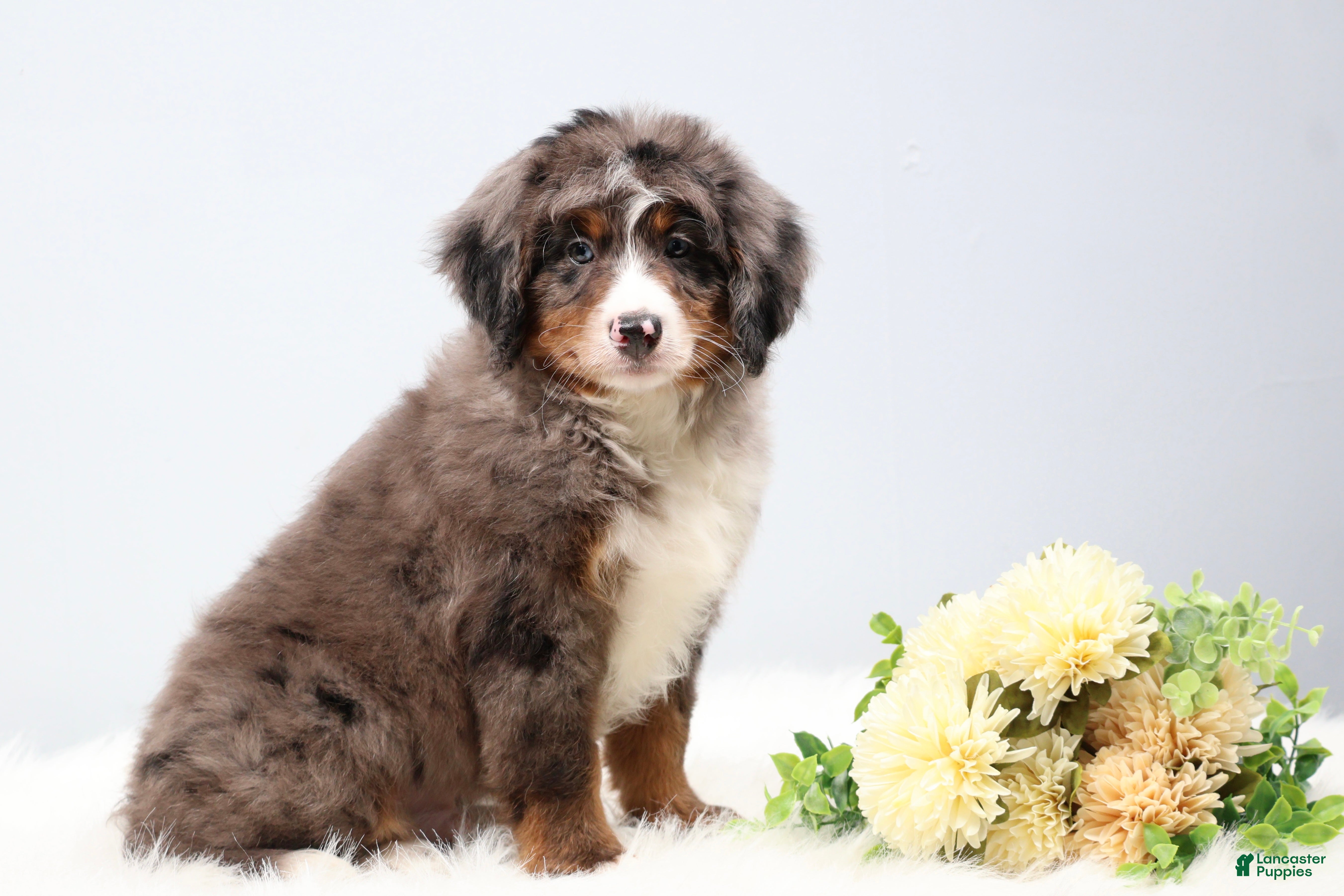 Mini Bernedoodle dogs Carter  - Ad 2