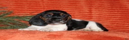 Basset Hound dogs for sale: Sally - Ad 2