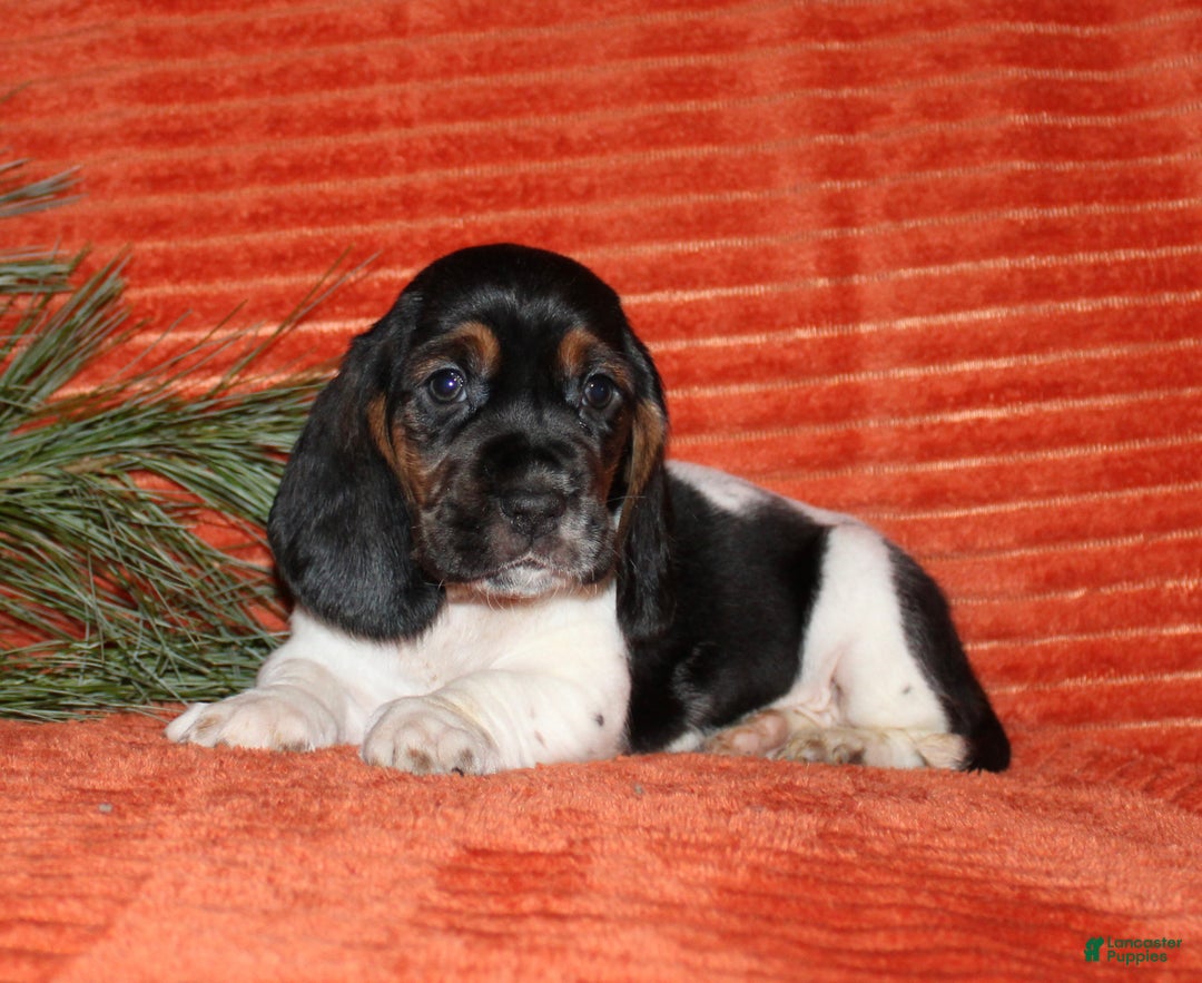Basset Hound dogs for sale: Sally - Ad 2