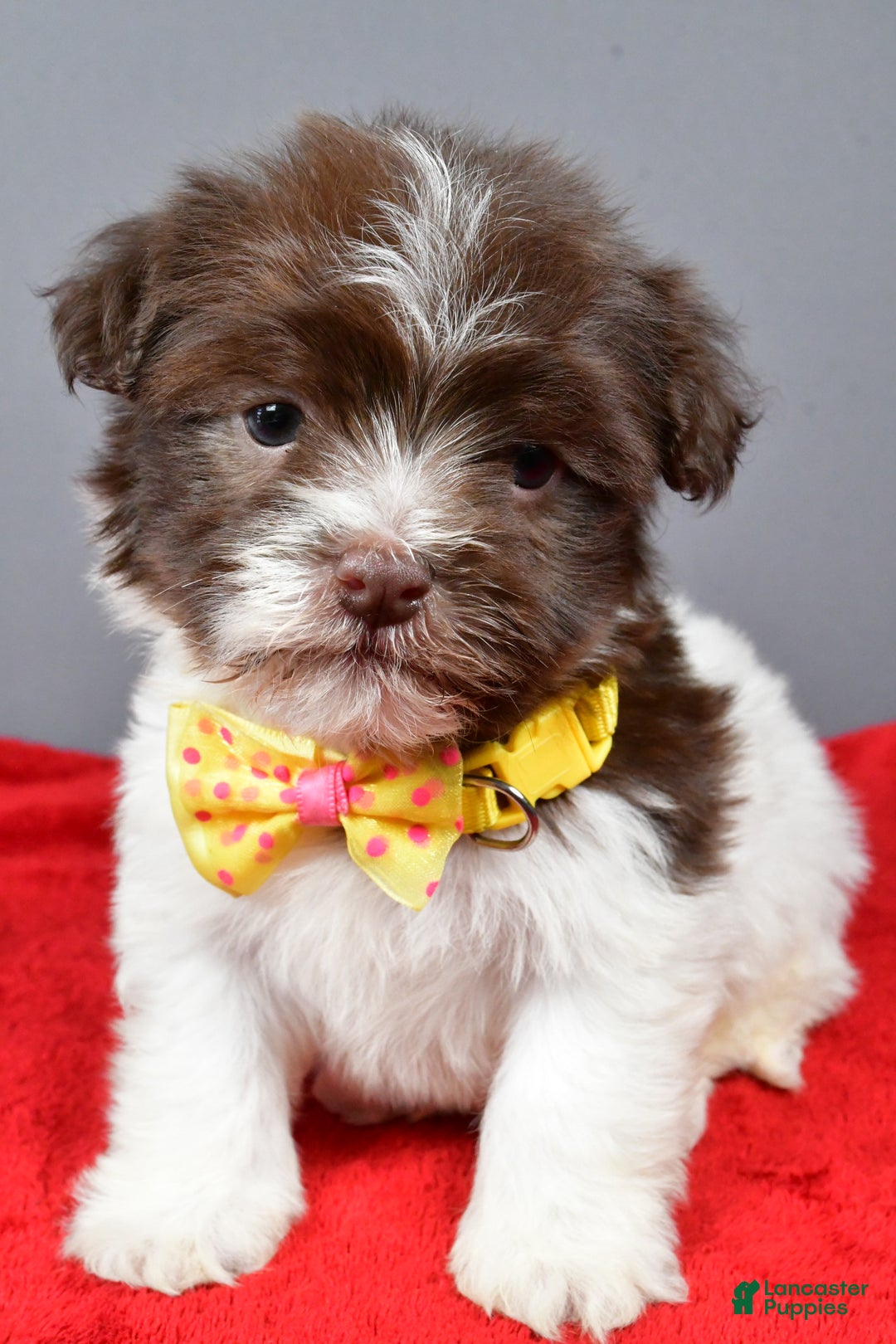 Havanese dogs for sale: Champ - Ad 7