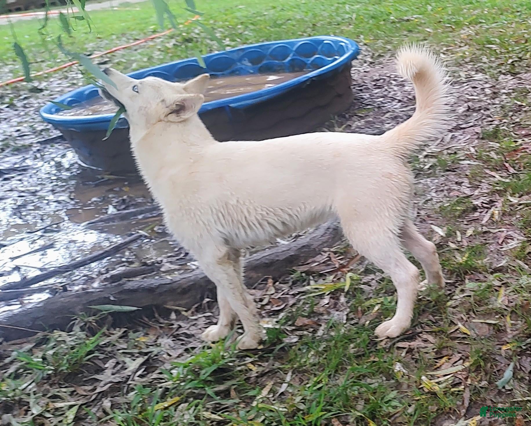 Siberian Husky dogs for sale: Eve - Ad 1