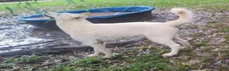 Siberian Husky dogs for sale: Eve - Ad 1