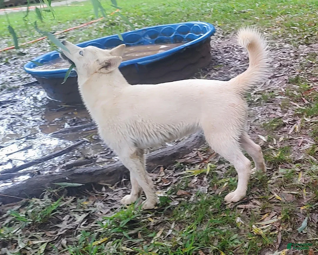 Siberian Husky dogs for sale: Eve - Ad 1