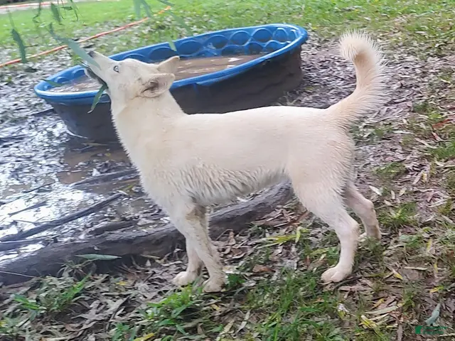 Siberian Husky dogs for sale: Eve - Ad 1