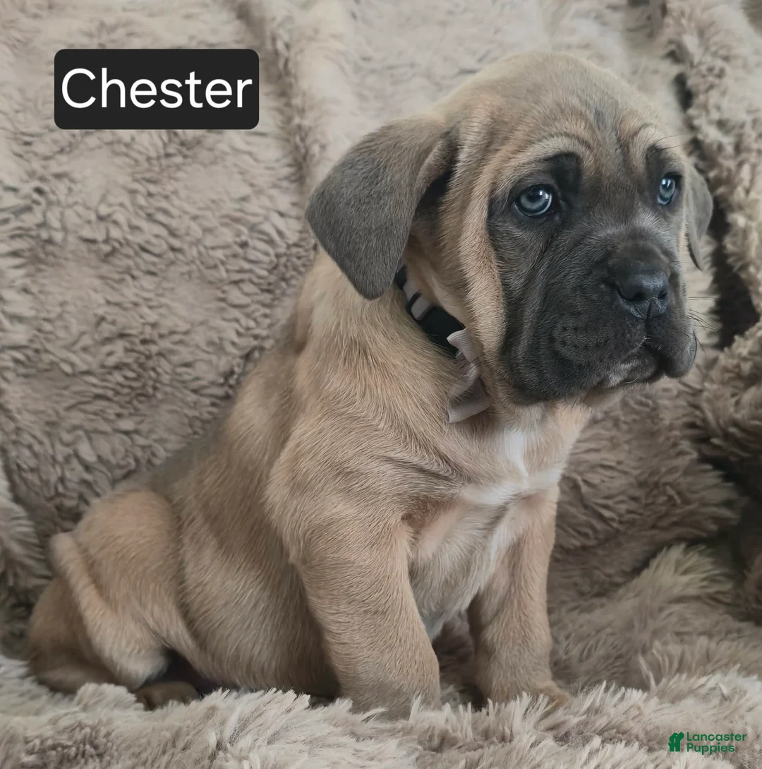 Cane Corso dogs for sale: Chester  - Ad 3