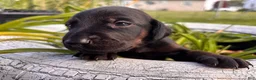Mixed Breed dogs for sale: Crunch - Ad 5