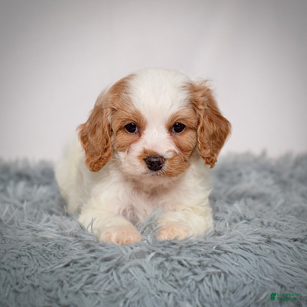 Cavapoo dogs for sale: Ms. Lacey - Ad 2