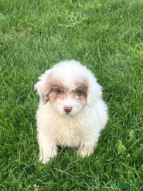 Mini Aussiedoodle dogs Biscuit Mini Aussiedoodle  - Ad 1