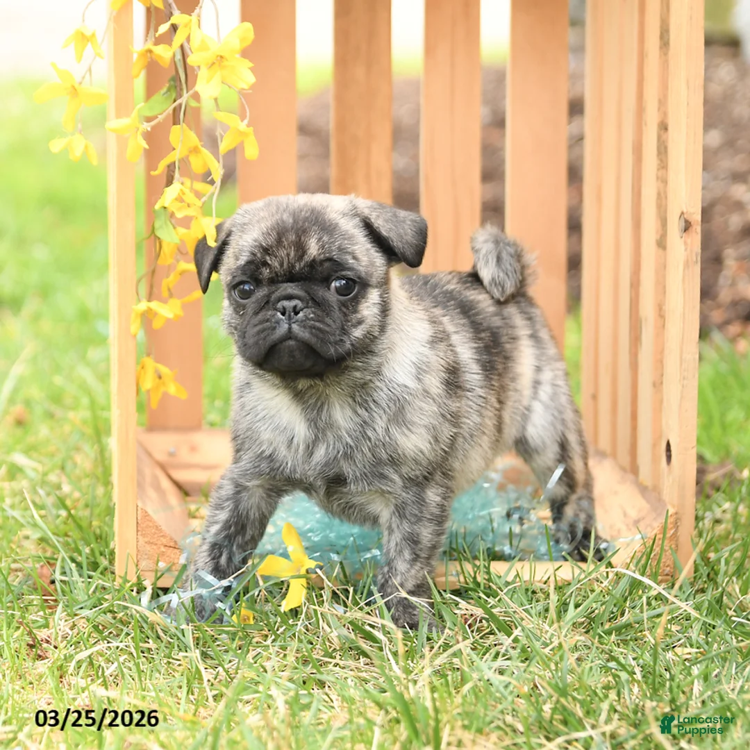 Pug dogs for sale: Skippy - Ad 1