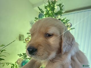 Golden Retriever dogs Golden Retriever Puppy 1 - Ad 17