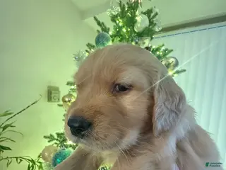 Golden Retriever dogs Golden Retriever Puppy 1 - Ad 24