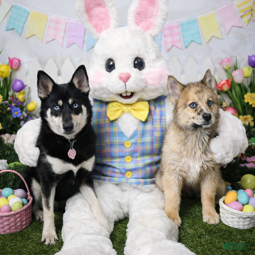 Pomsky dogs Pomsky Puppy 1 - Ad 40
