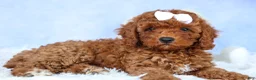 Cavapoo dogs for sale: TASHA - Ad 3
