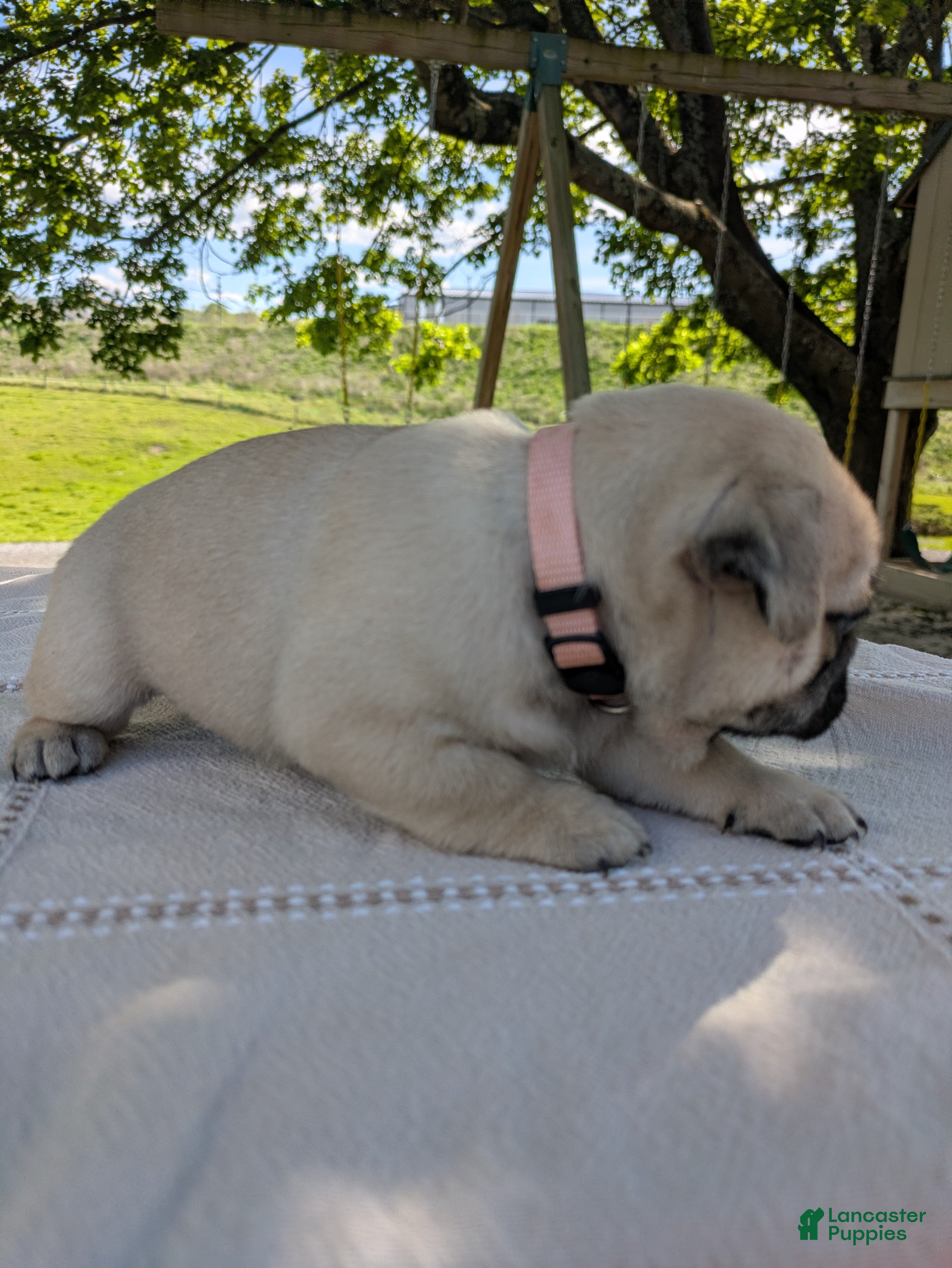 Pug dogs Lexie - Ad 2