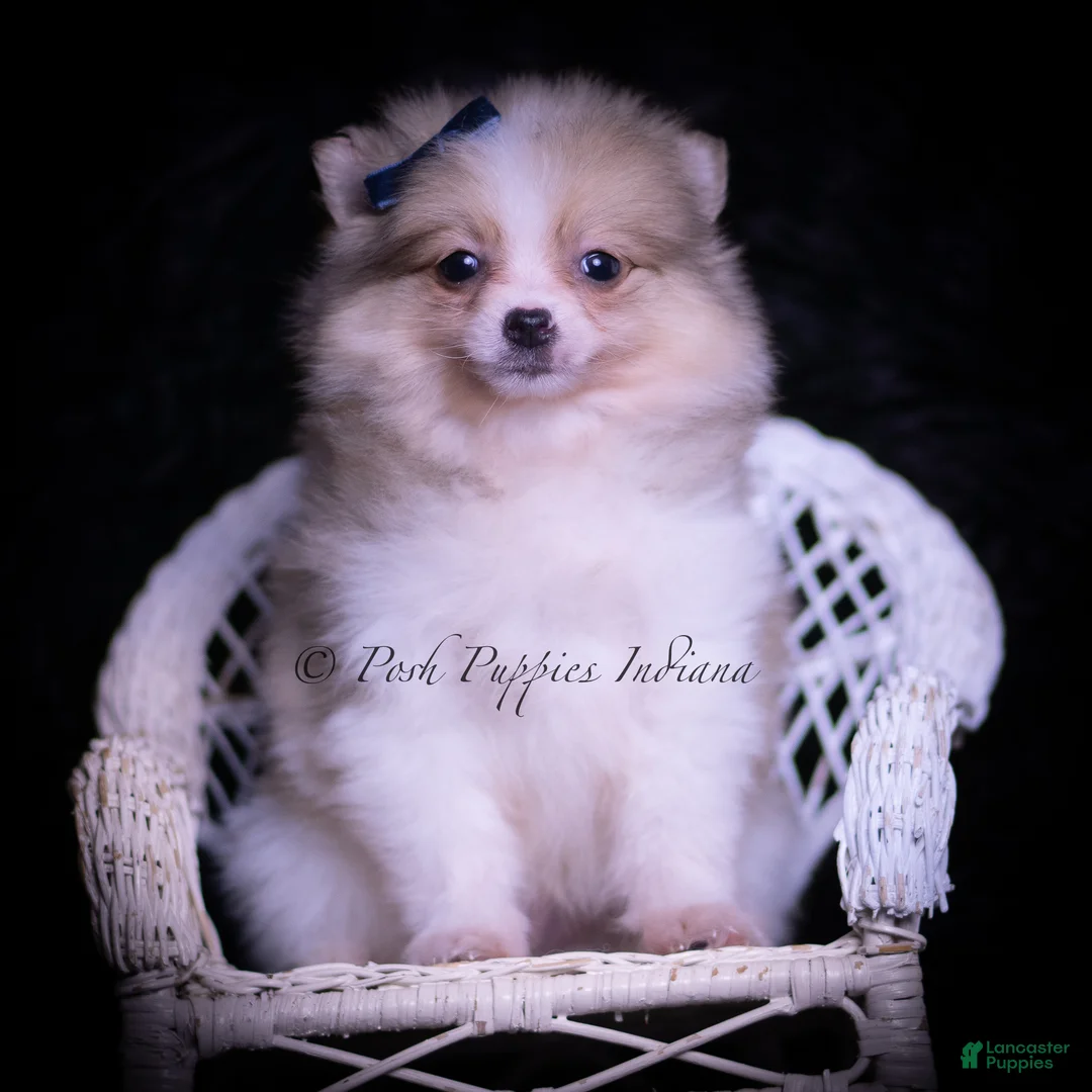 Pomeranian dogs for sale: Hopper - Ad 2