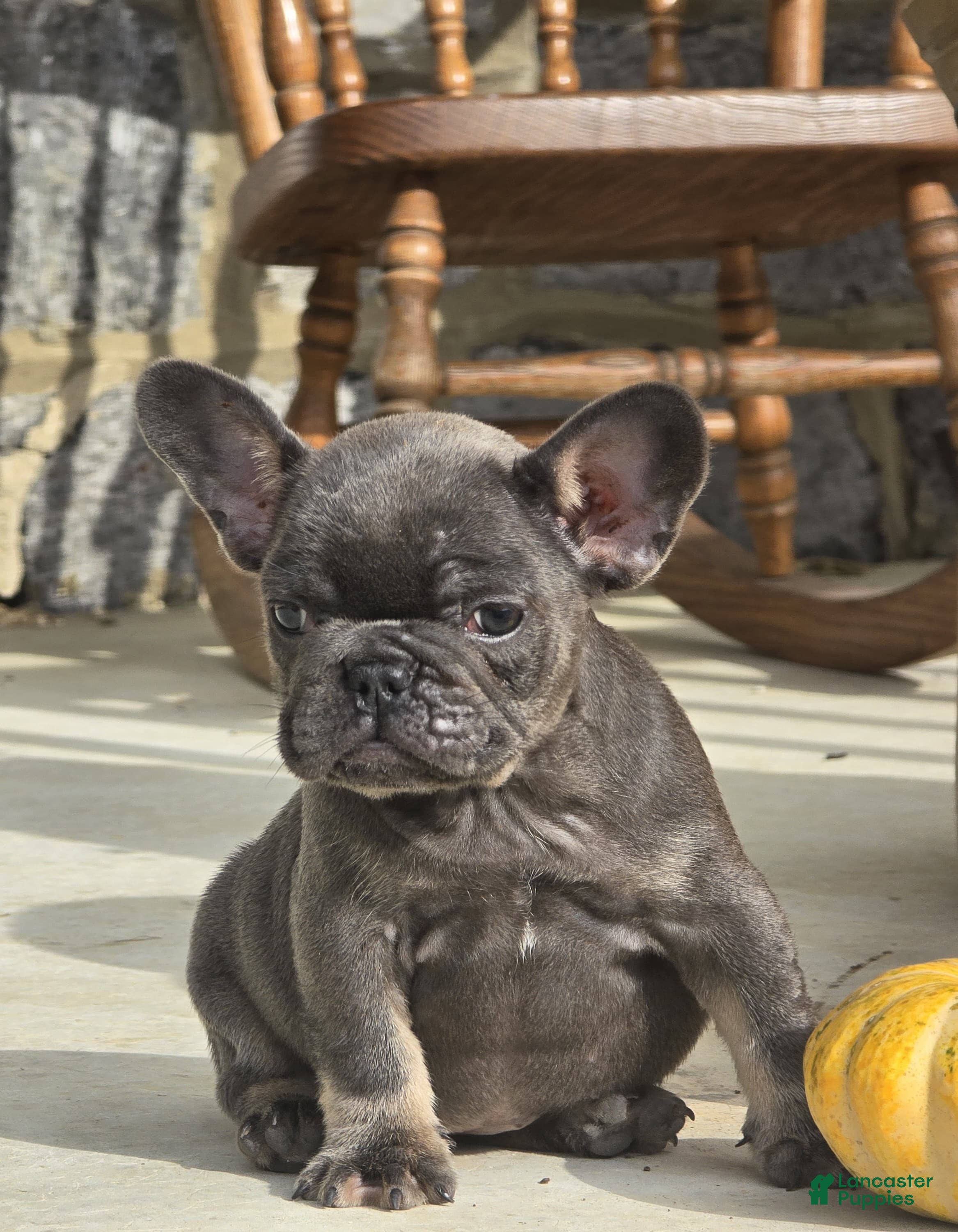 French Bulldog dogs French Bulldog 1 - Ad 2