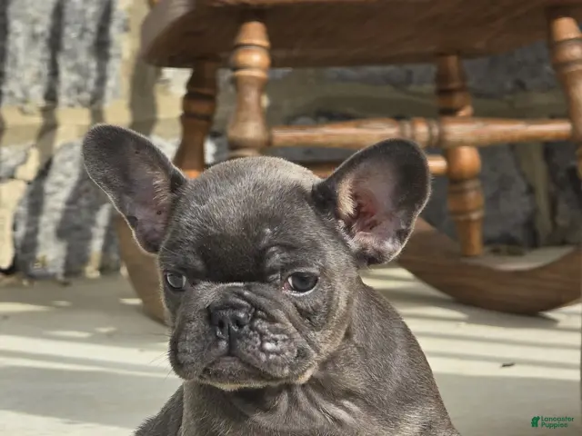 French Bulldog dogs for sale: French Bulldog 1 - Ad 2