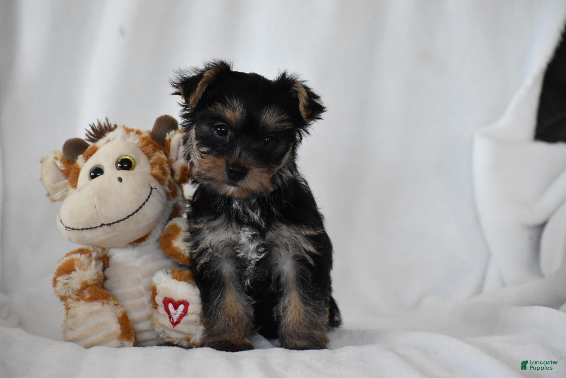 Yorkshire Terrier dogs Zane - Ad 1