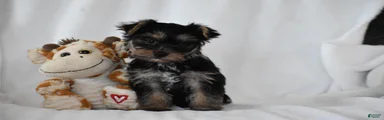 Zane