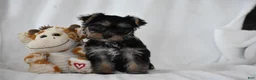 Yorkshire Terrier dogs for sale: Zane - Ad 1