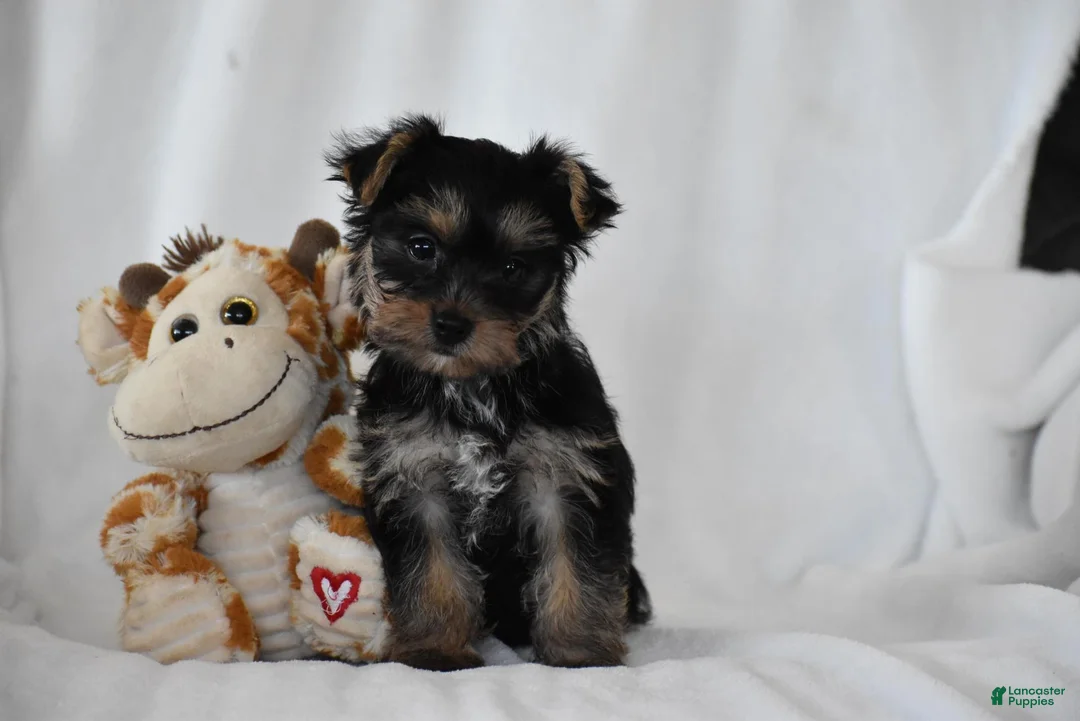 Yorkshire Terrier dogs for sale: Zane - Ad 1
