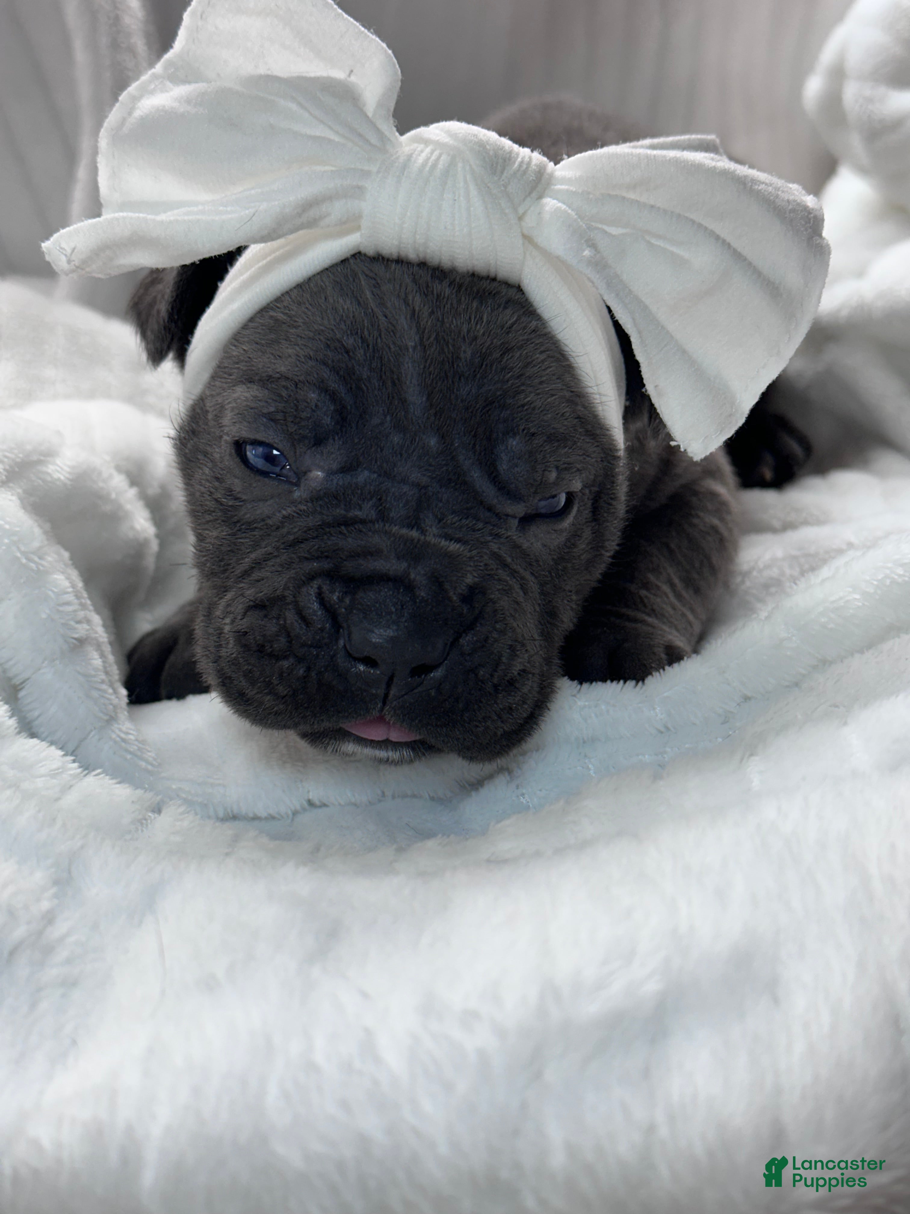 Cane Corso dogs Cane Corso Puppy 6 - Ad 36