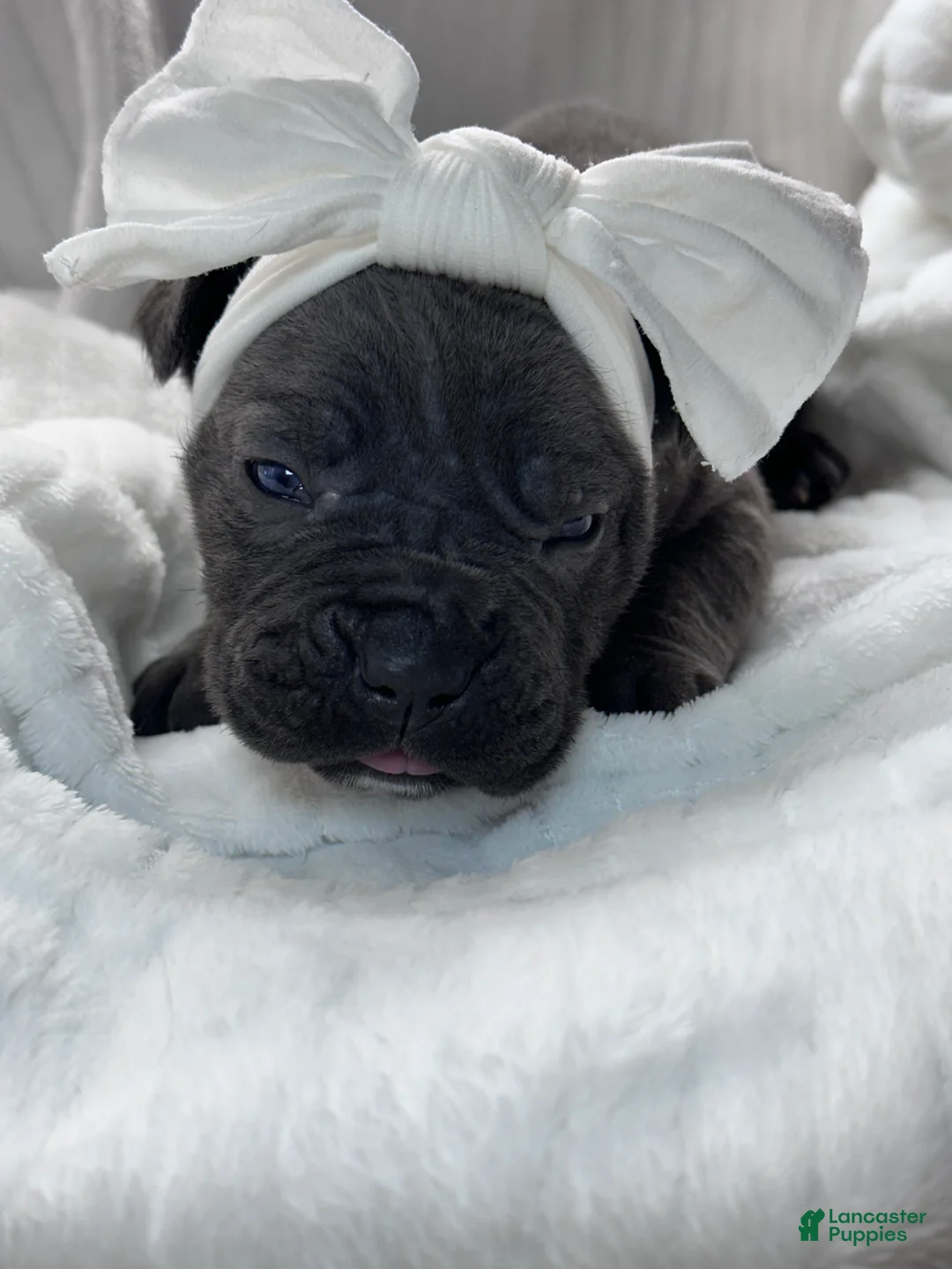 Cane Corso dogs for sale: Cane Corso Puppy 6 - Ad 1