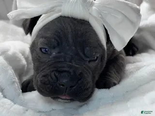 Cane Corso dogs Cane Corso Puppy 6 - Ad 36