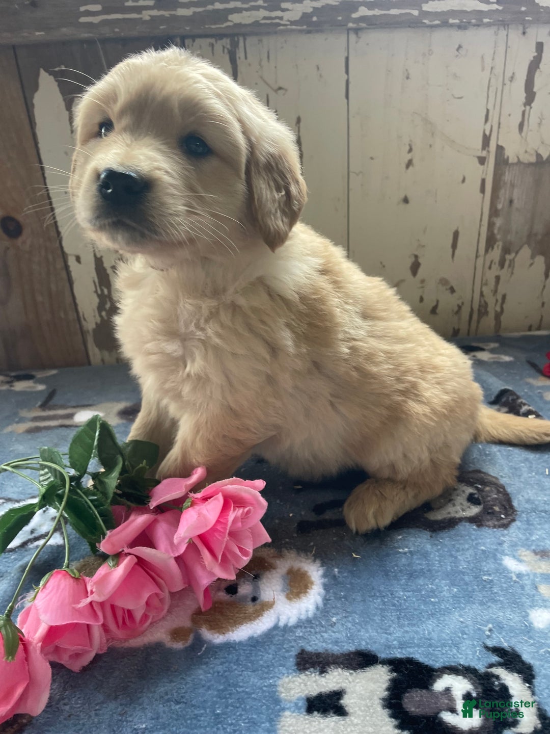 Mixed Breed dogs for sale: Granger - Ad 3