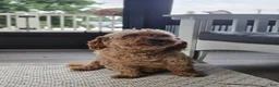 Mixed Breed dogs for sale: Wiley - Ad 8