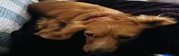 Miniature Dachshund dogs for sale: Miniature Dachshund 3 - Ad 5