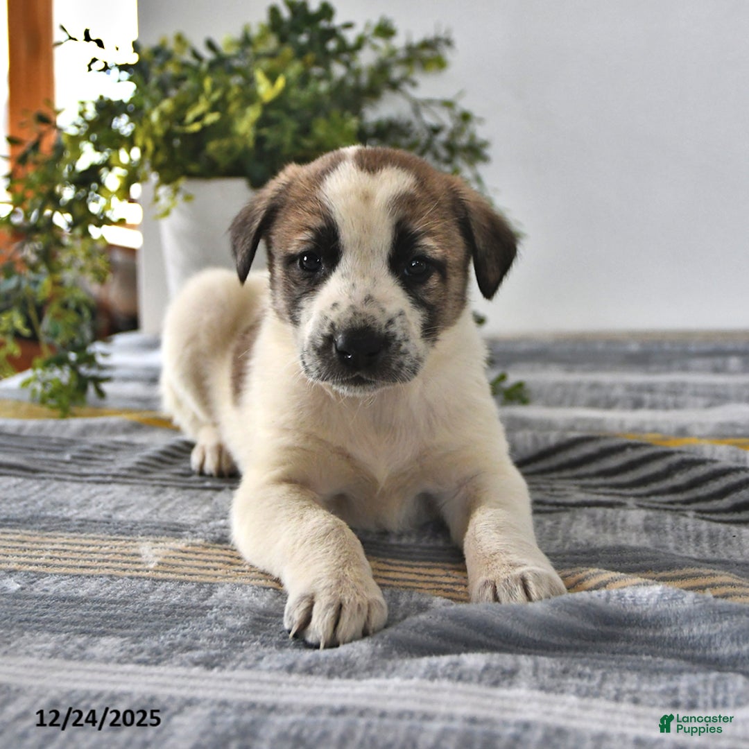 Mixed Breed dogs for sale: Sophia - Ad 1