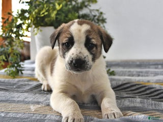 Mixed Breed dogs Sophia - Ad 2
