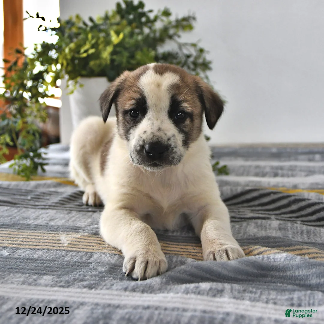 Mixed Breed dogs for sale: Sophia - Ad 6