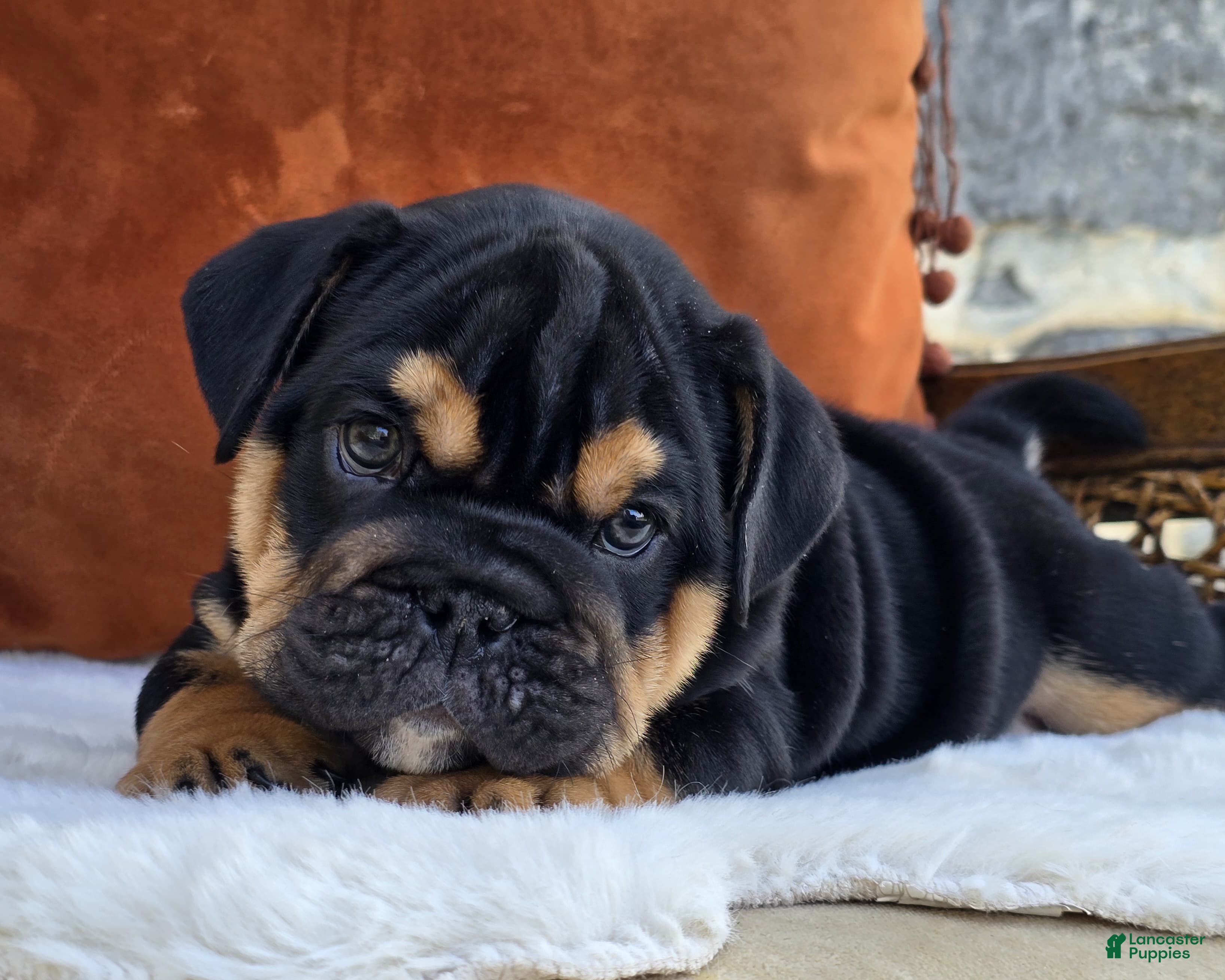 English Bulldog dogs Vader - Ad 2