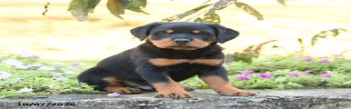 Buster