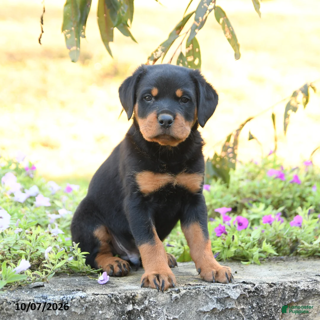 Doberman Pinscher dogs for sale: Buster - Ad 1