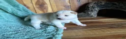 Shiba Inu dogs for sale: Shiba Inu Puppy 5 - Ad 3