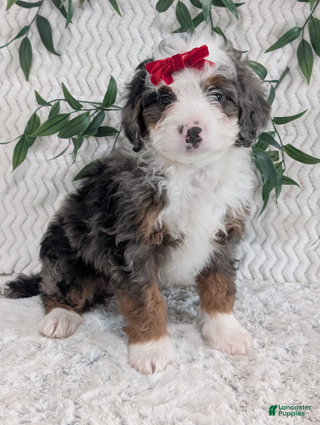 Mini Bernedoodle dogs for sale: Mini Marko  - Ad 6