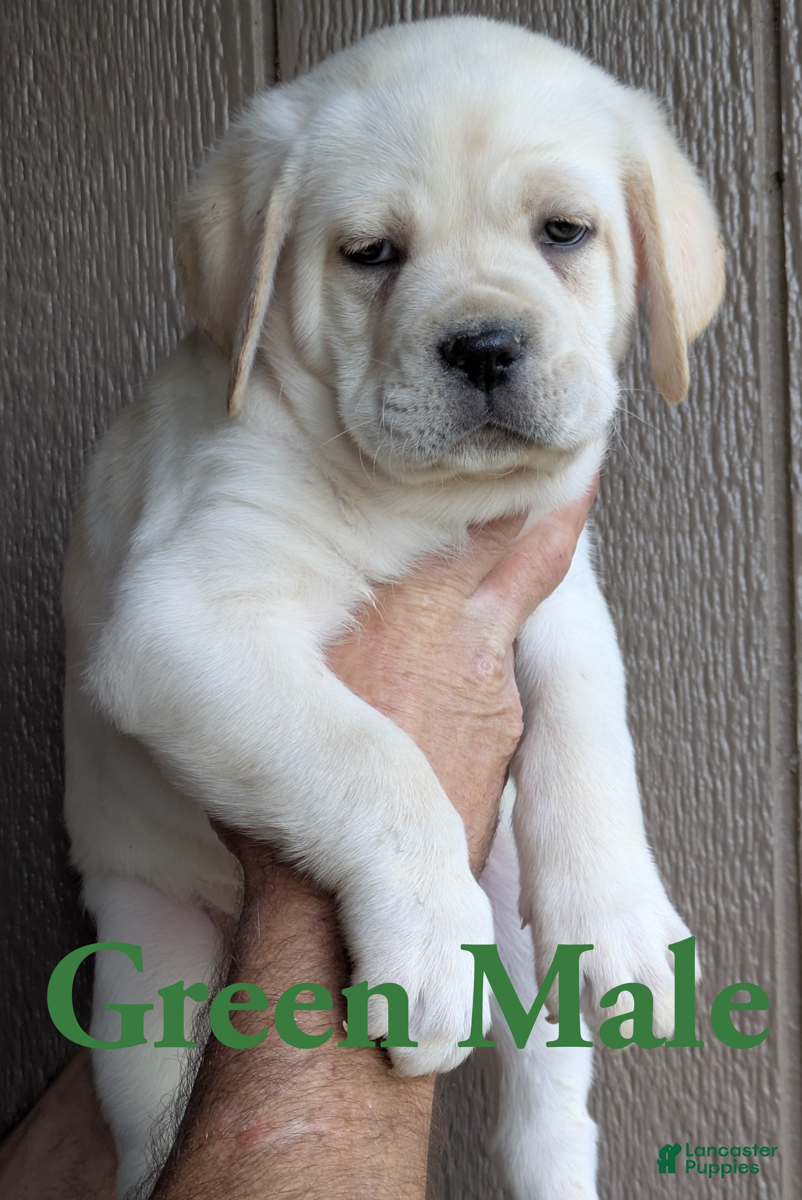 Cane Corso dogs for sale: Green  - Ad 22
