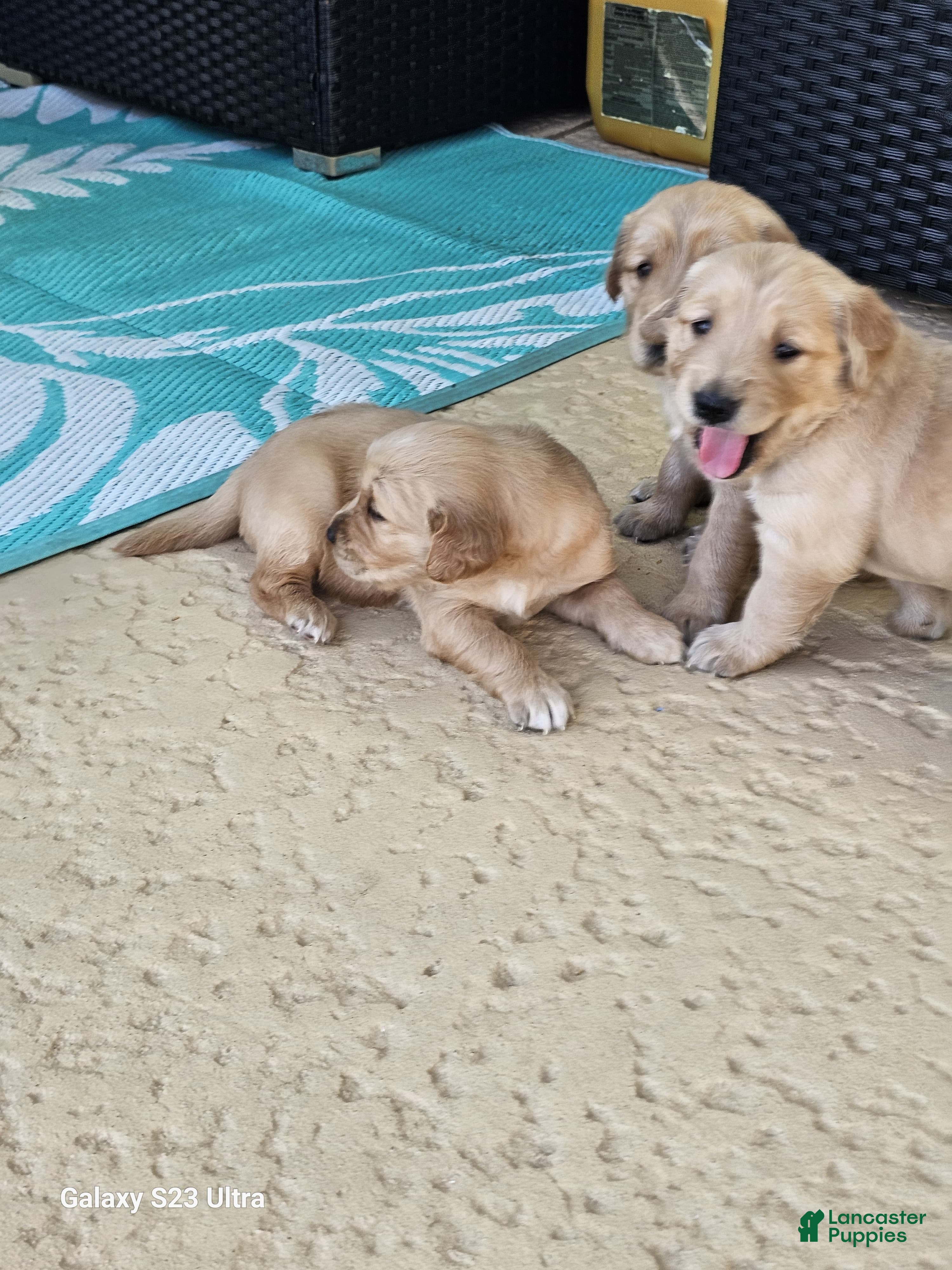 Golden Retriever dogs Golden Retriever Puppy 7 - Ad 14