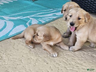 Golden Retriever dogs Golden Retriever Puppy 7 - Ad 15