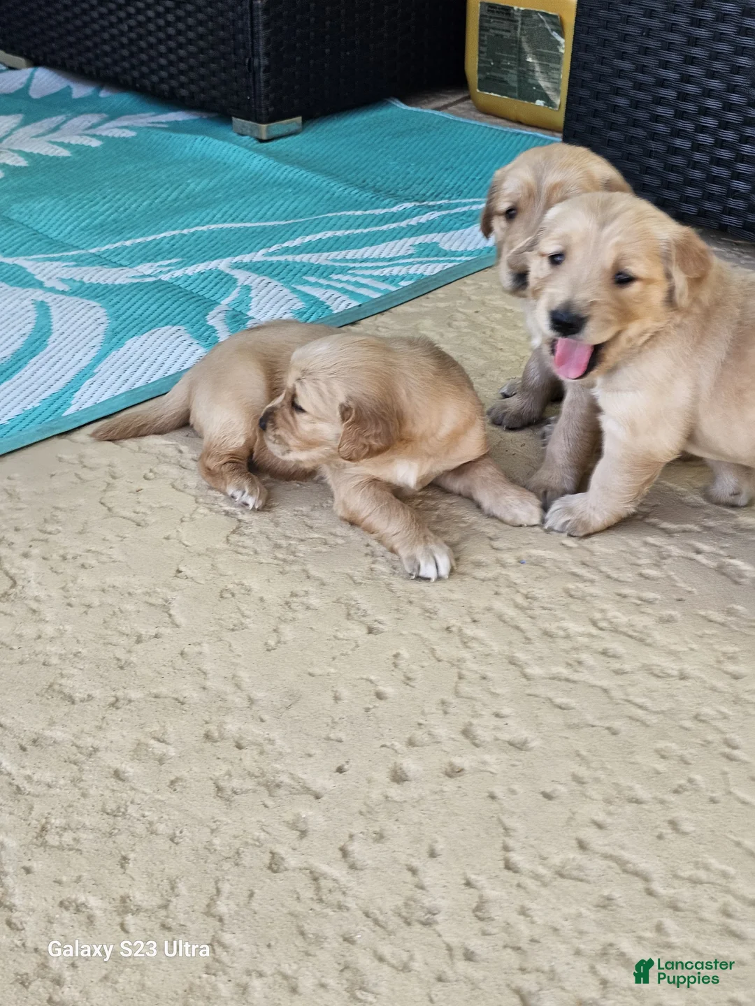 Golden Retriever dogs for sale: Golden Retriever Puppy 7 - Ad 1
