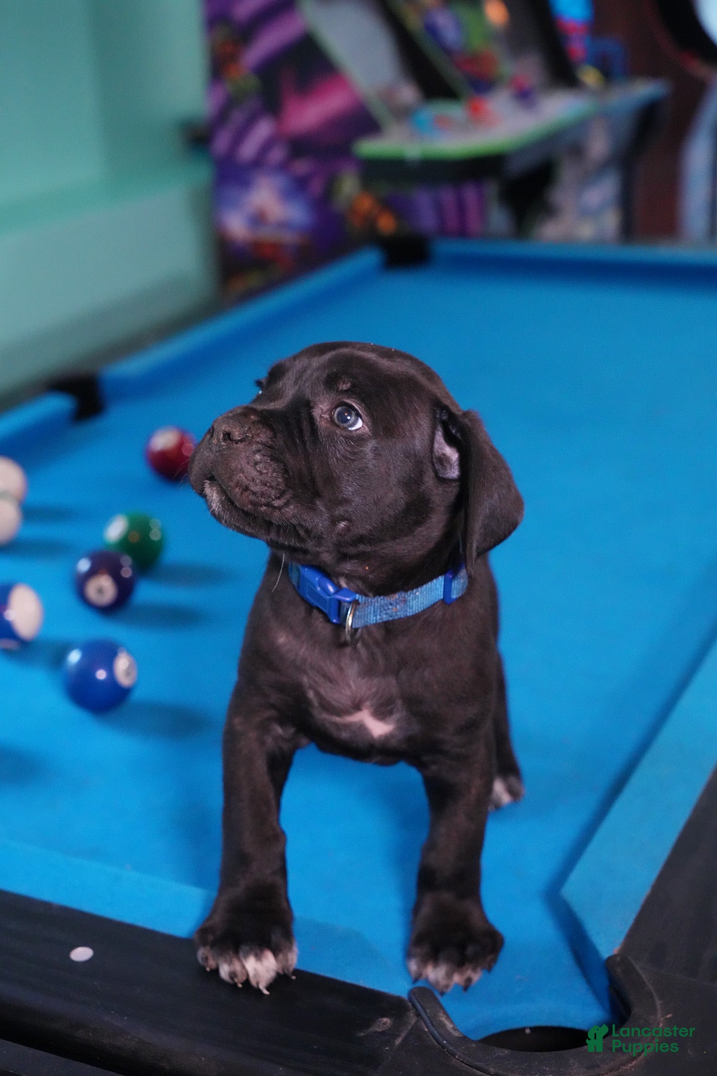 Cane Corso dogs Thor - Ad 2